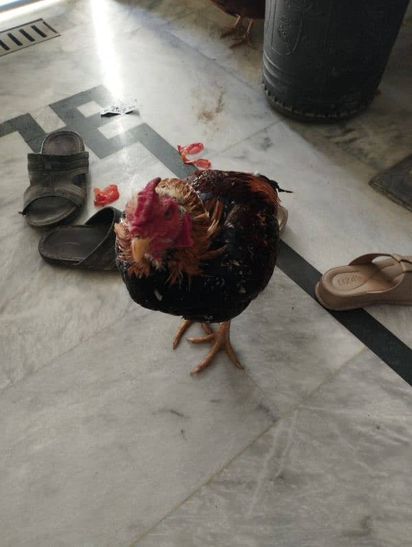 Sindhi aseel rooster for sale 2