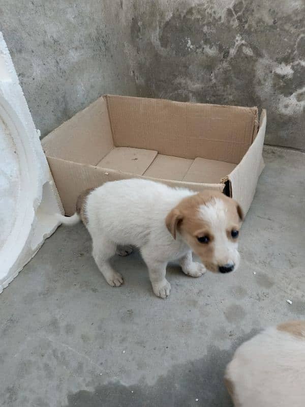 cute puppies for sale in multan 0