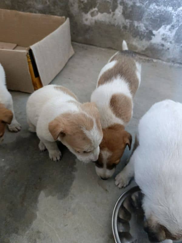 cute puppies for sale in multan 1