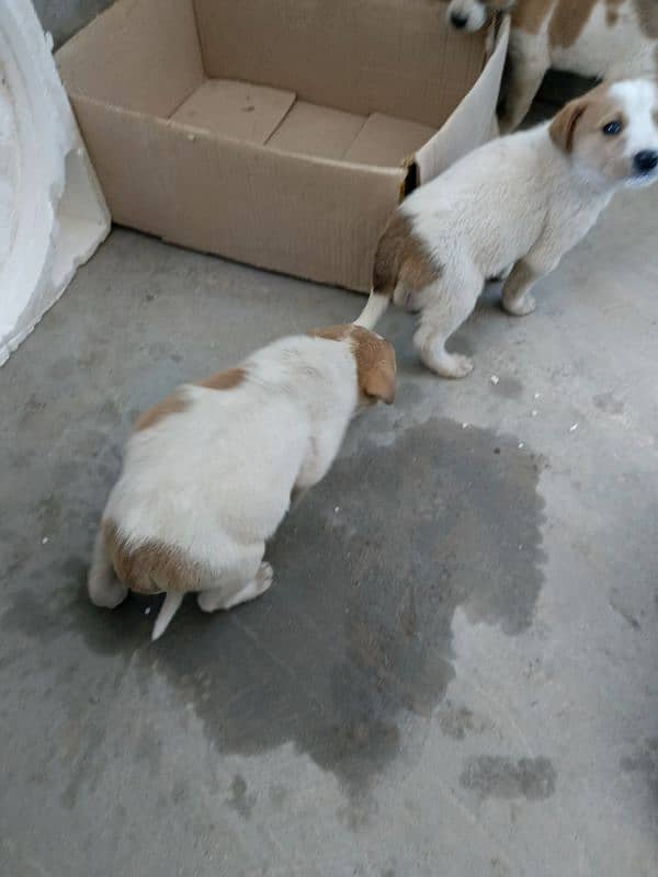 cute puppies for sale in multan 2