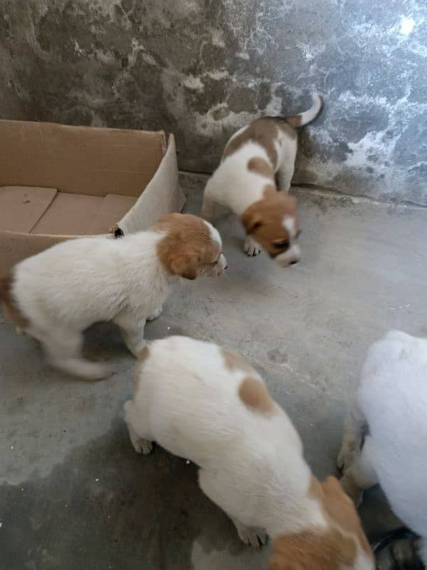 cute puppies for sale in multan 4