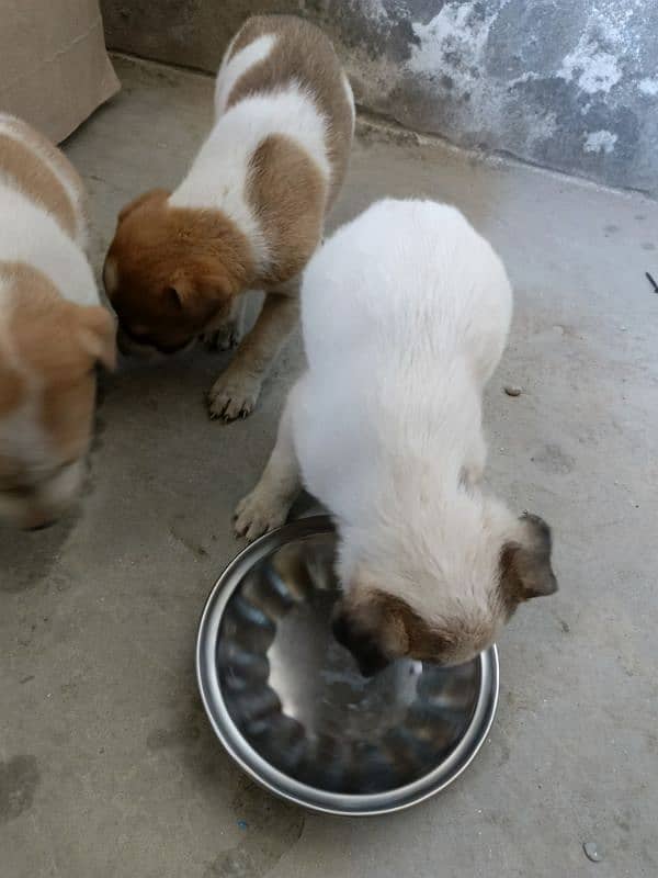 cute puppies for sale in multan 5