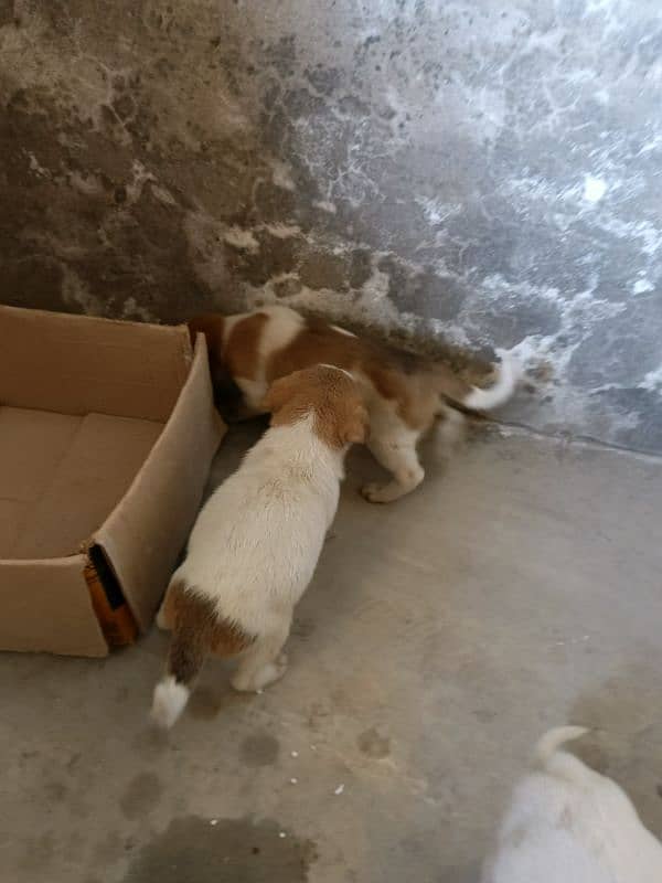 cute puppies for sale in multan 6