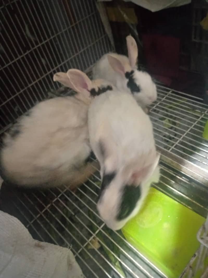 Angora white rabbits and mix rabbits for sale 900 cargo available 0