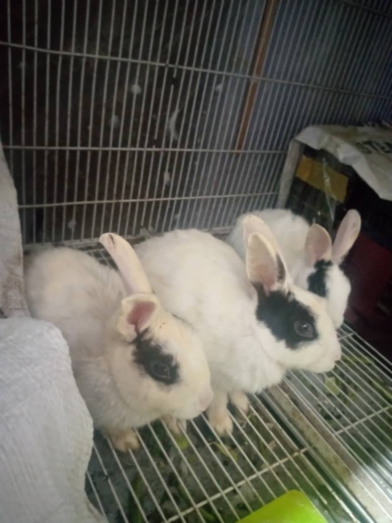 Angora white rabbits and mix rabbits for sale 900 cargo available 1