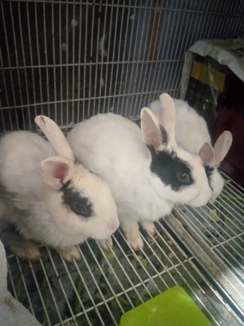 Angora white rabbits and mix rabbits for sale 900 cargo available 2