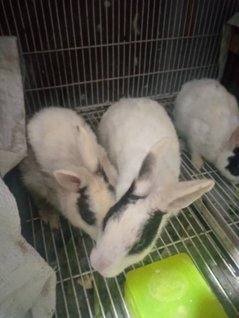 Angora white rabbits and mix rabbits for sale 900 cargo available 3