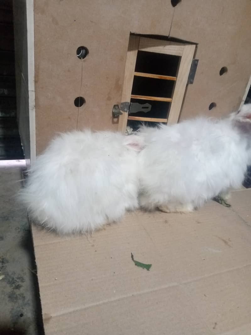 Angora white rabbits and mix rabbits for sale 900 cargo available 4