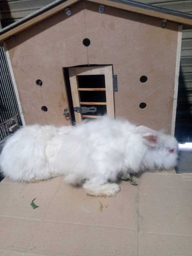 Angora white rabbits and mix rabbits for sale 900 cargo available 5