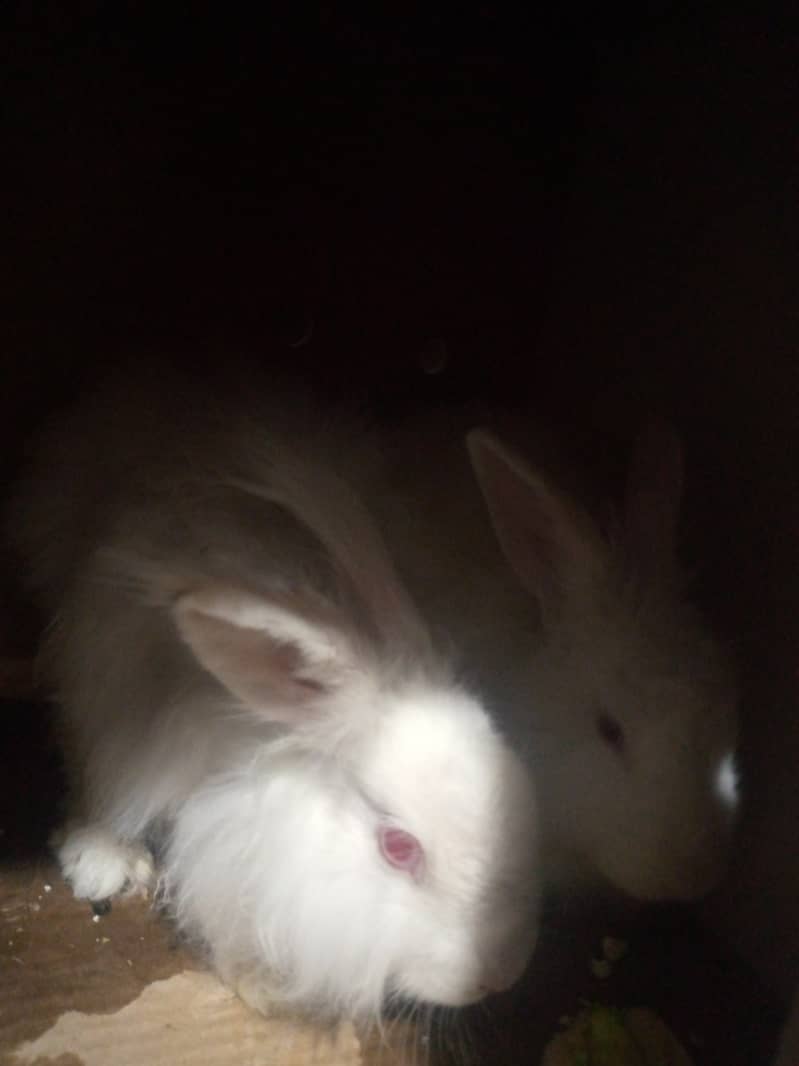 Angora white rabbits and mix rabbits for sale 900 cargo available 6