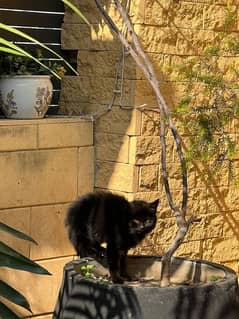 Persian black kitten