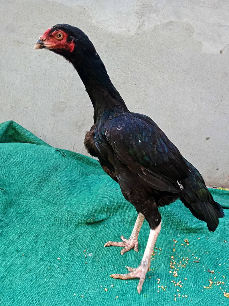 pure aseel hen/kali nawab wali madi/ aseel murghi/ egg laying hen 2