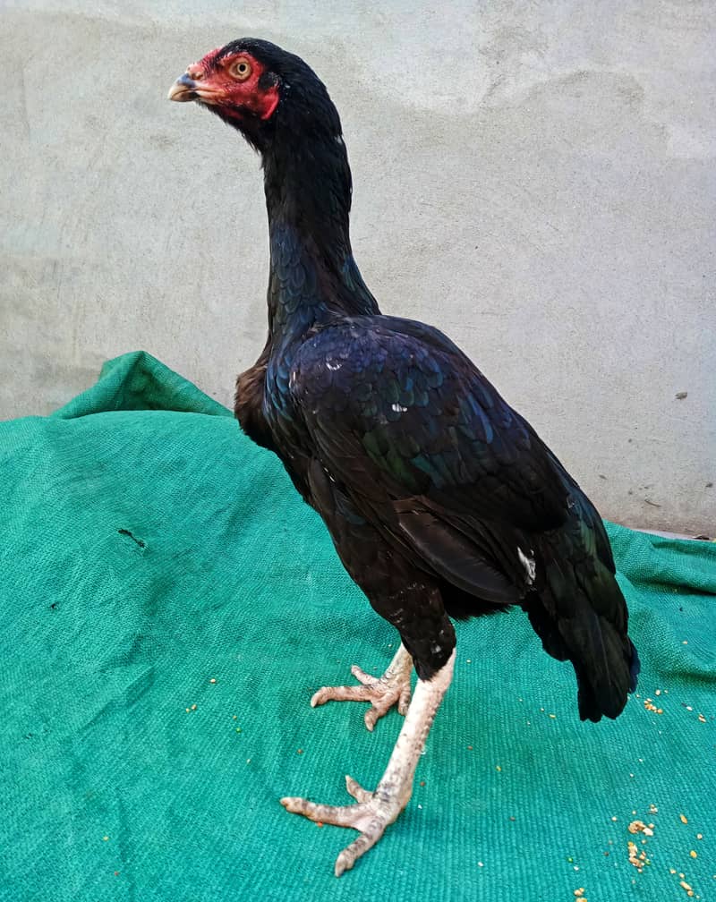 pure aseel hen/kali nawab wali madi/ aseel murghi/ egg laying hen 3