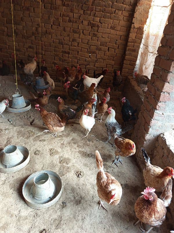 Golden Misri Hens for sale 0