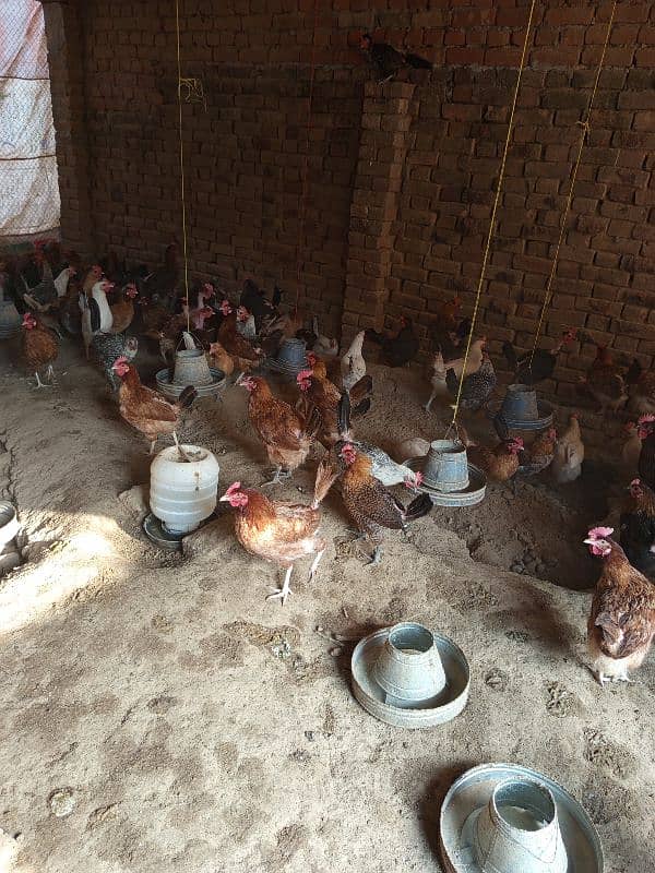 Golden Misri Hens for sale 1