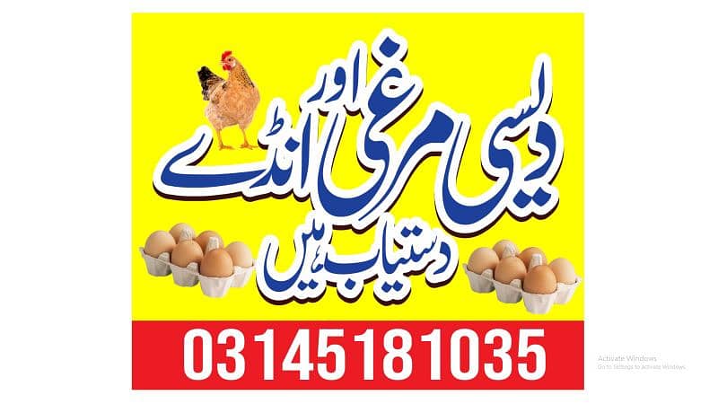 golden misri birds for sale 0