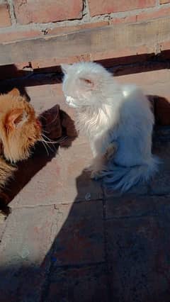 Persian female cat