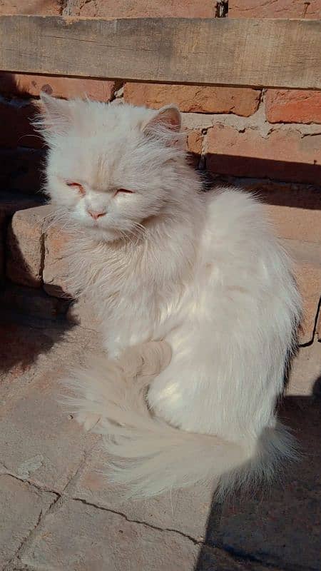 Persian female cat 2