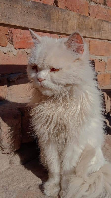 Persian female cat 3