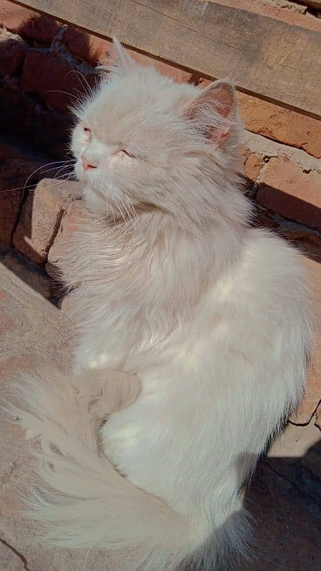 Persian female cat 4