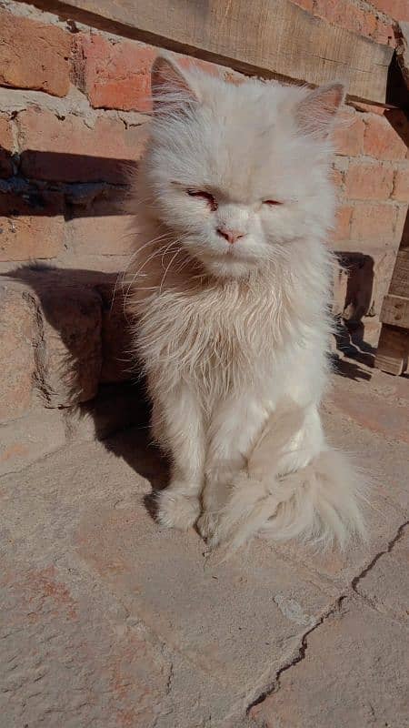 Persian female cat 5