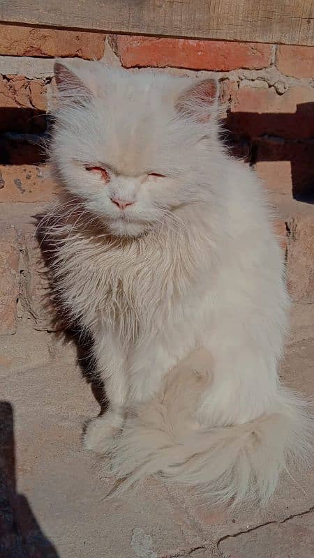 Persian female cat 7