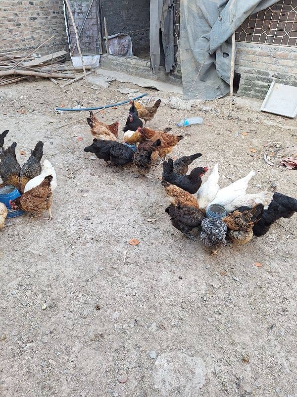 Organic Egg laying Golden Misri Desi Hens 0