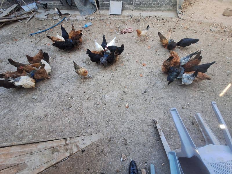 Organic Egg laying Golden Misri Desi Hens 2