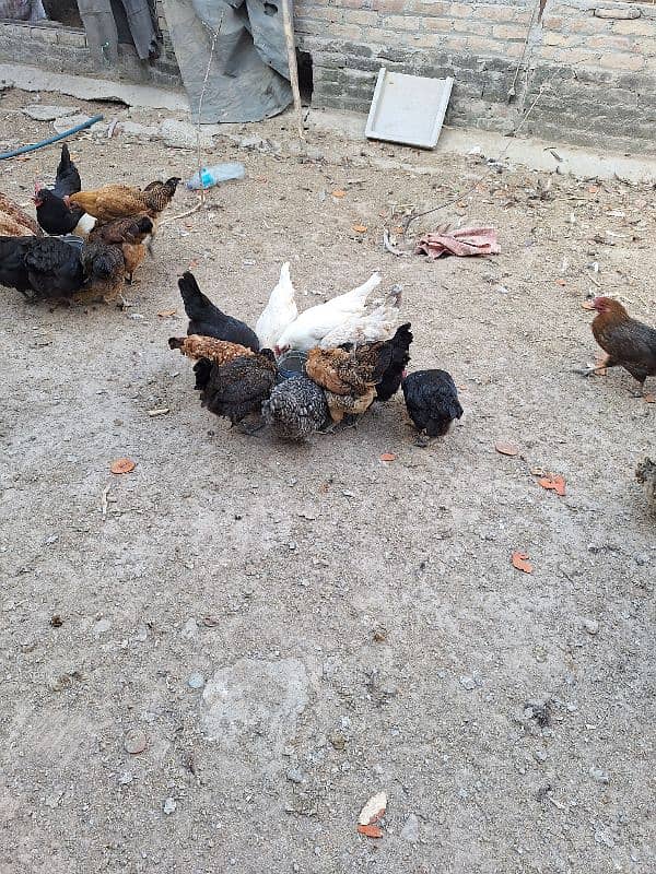 Organic Egg laying Golden Misri Desi Hens 4