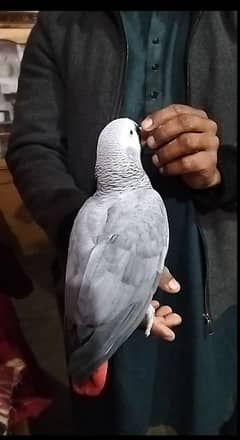 Talking African gray parrot, Gray parrot , Raw parrots