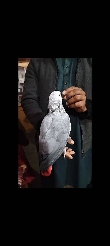 African gray parrot, Talking African gray parrot,Raw parrot, 1