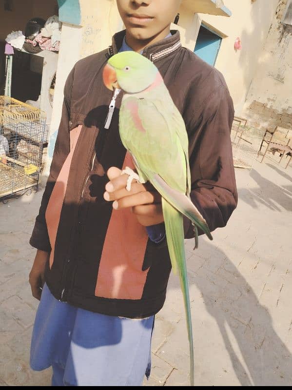 African gray parrot, Talking African gray parrot,Raw parrot, 5