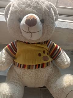 teddy for sale