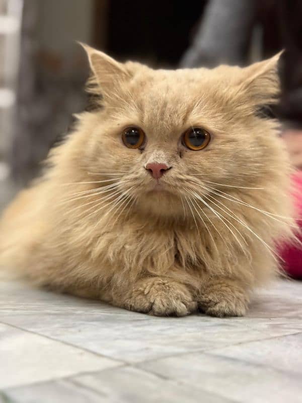 persian cat 0