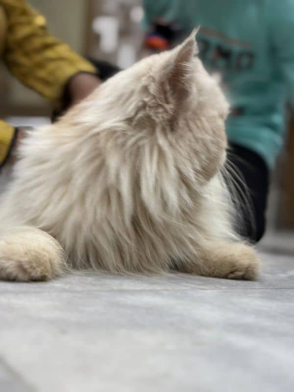 persian cat 2