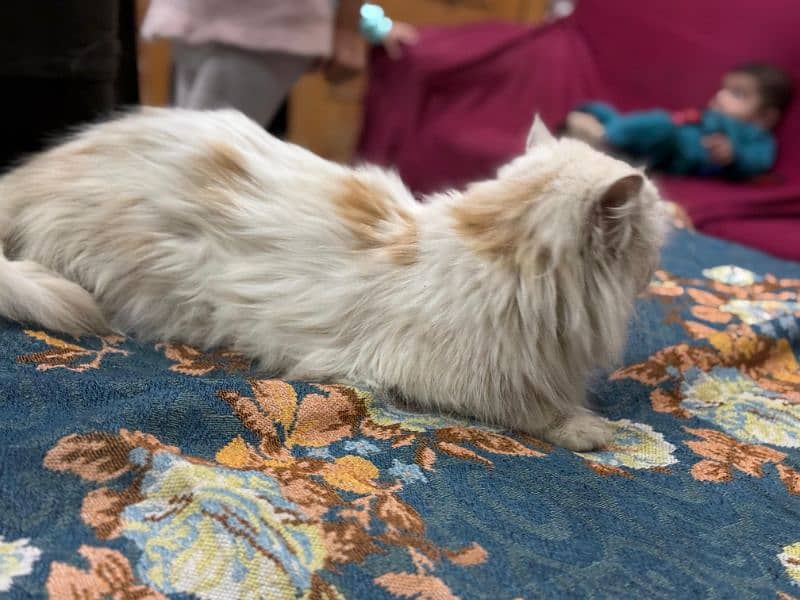 persian cat 3