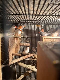 full orange, half orange , 3b , snow white zebra finches