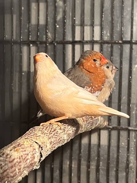 full orange, half orange , 3b , snow white zebra finches 1