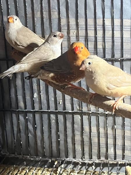 full orange, half orange , 3b , snow white zebra finches 2