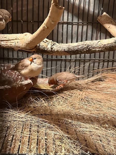 full orange, half orange , 3b , snow white zebra finches 4