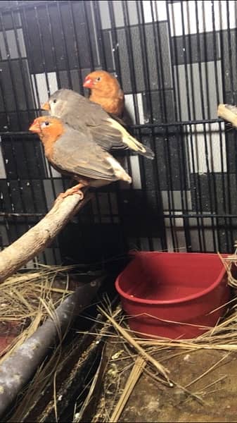 full orange, half orange , 3b , snow white zebra finches 5