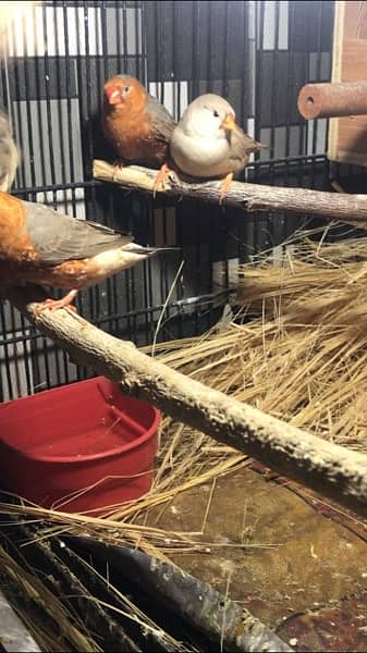 full orange, half orange , 3b , snow white zebra finches 6