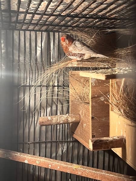 full orange, half orange , 3b , snow white zebra finches 7