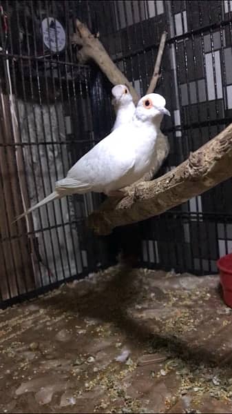 full orange, half orange , 3b , snow white zebra finches 8