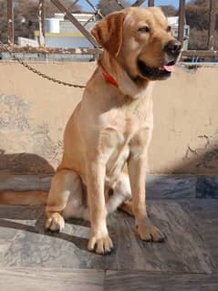 Labrador dog (British) full trained