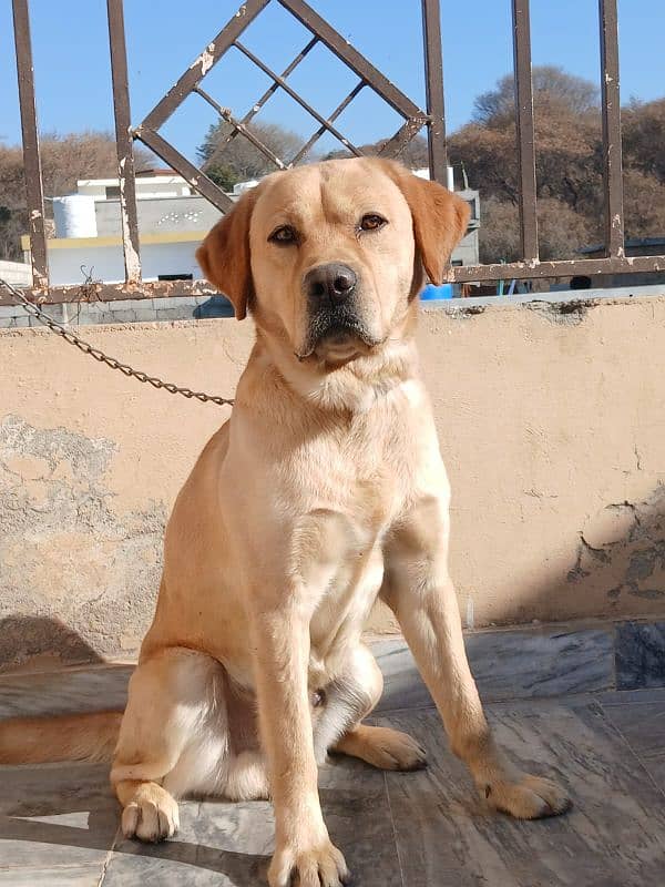 Labrador dog (British) full trained 1