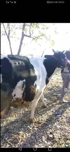 2 cows for sale ak tyar 2 din sone m dosri ko 28 days rhty 20 litr rec