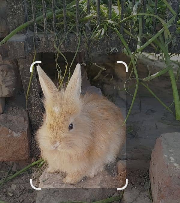 Taddybear Lionhead dwarf baby bunny rabbit 0