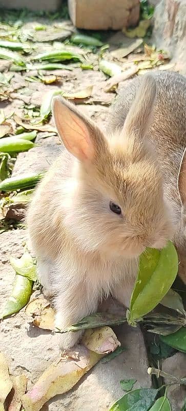 Taddybear Lionhead dwarf baby bunny rabbit 1