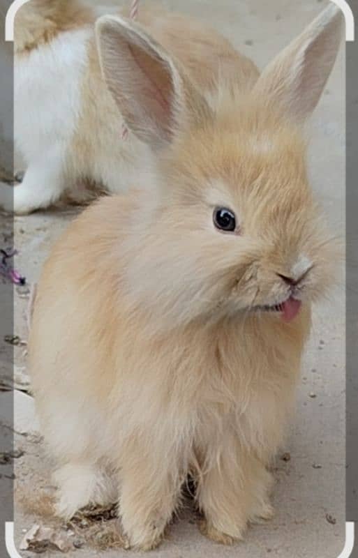 Taddybear Lionhead dwarf baby bunny rabbit 2